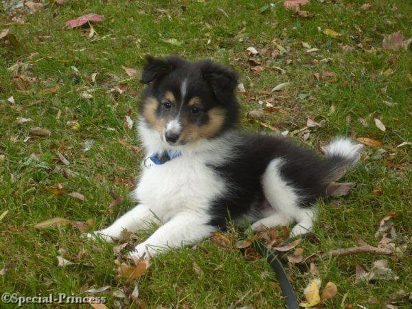 Puppy Dylano